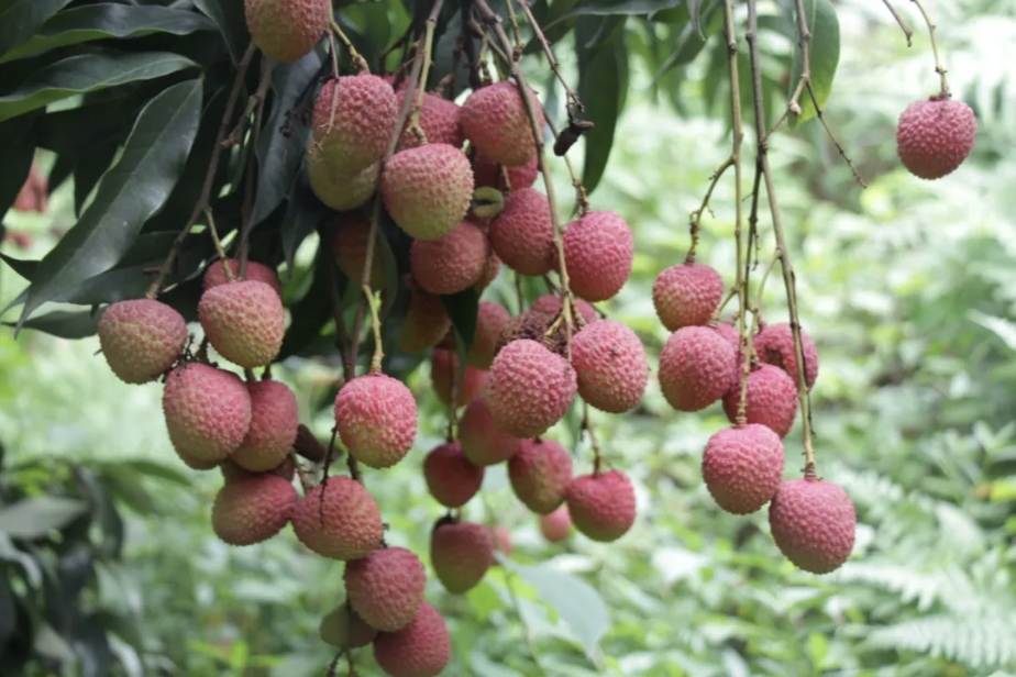 冰泉制冷，作為制冷領(lǐng)域的先行者